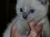 Kitten available for adoption