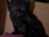 Daisy\'s kitten - adopted