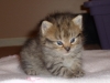 Comfortable kitten on blanket