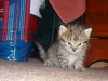 Kitten exploring the house