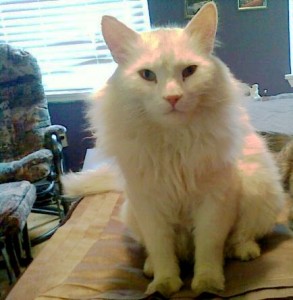 White cat sitting on a bed