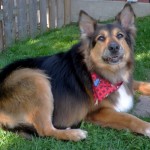 A German Shepard sprawls on the grass wearing a bandanna