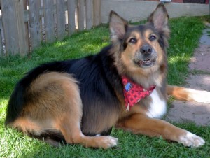 A German Shepard sprawls on the grass wearing a bandanna