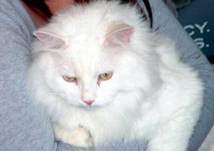 White cat being cradled