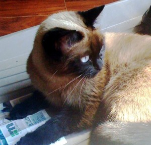 Siamese cat looking over her shoulder