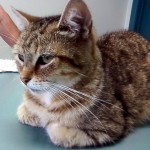 Striped tabby cat, hunkered down.