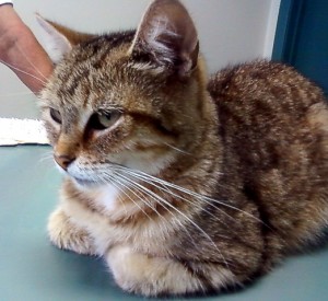 Striped tabby cat, hunkered down.