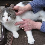 Grey and white cat