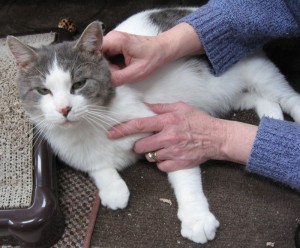 Grey and white cat