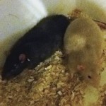 A black rat and a brown rat