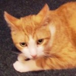 Cody | Forever Home Found! 