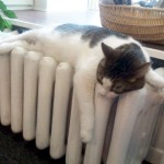 Black and white cat on a radiator