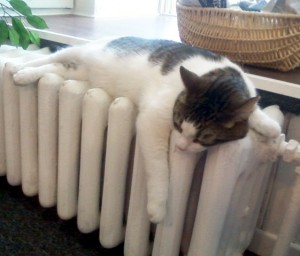 Black and white cat on a radiator