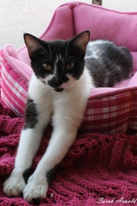 Adopt Princess the cat - Oasis Animal Rescue