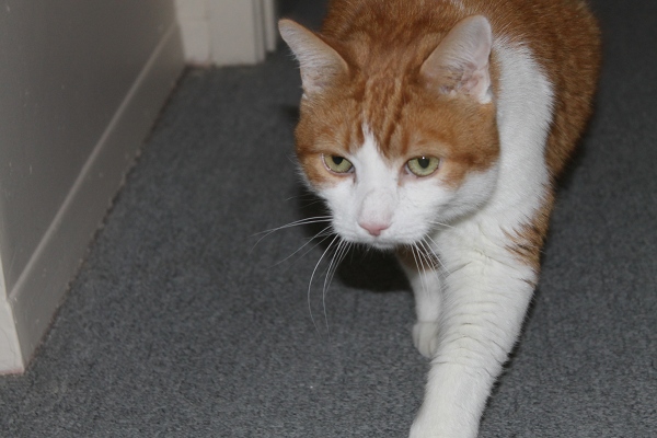Adopt Creamsicle the cat
