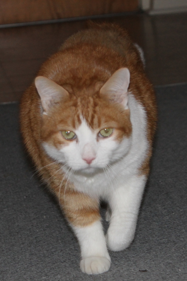 Creamsicle - a cat for adoption in Oshawa