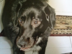 Adopt Daphne - Oasis Animal Rescue