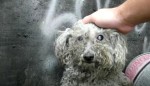 Los Angeles Dog Rescue Video Goes Viral 
