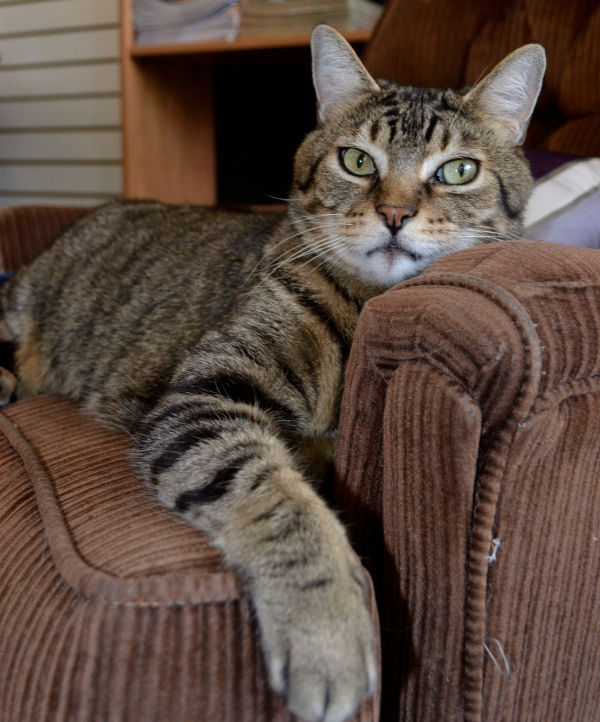 Gabby, a male cat for adoption.