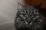 Adopt Lady Grey - Cat - Oshawa Durham Region