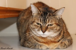 Adopt Mia - Cat for Adoption - Oshawa