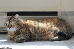 Adopt Mia - Cat - Oasis Animal Rescue