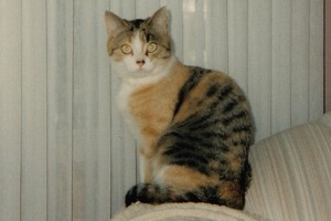 Adopt Sable - Oasis Animal Rescue