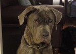 Adopt Griffen - Bull Mastiff Neopolitan Blue Cross