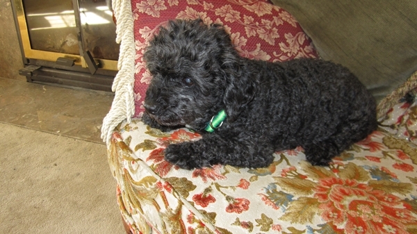 Adopt Scruffy - Oasis Animal Rescue