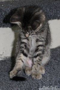 Kitten named Ink - available for adoption
