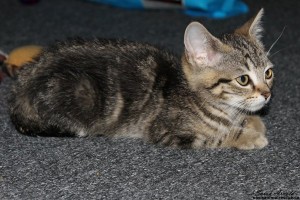 Kitten for adoption - Jessie - Oasis Animal Rescue