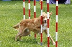 Oasis Animal Rescue at Dog Days of Scugog July 14-15/2012