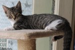 Kitten Bridget…Finally Finds Her Forever Home 