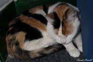 Adopt Trinity - Calico Cat. Oasis Animal Rescue