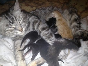 Amy and her four newborn kittens - Oasis Animal Rescue