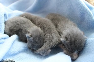 More Kittens For Adoption At Oasis Animal Rescue, Durham Region
