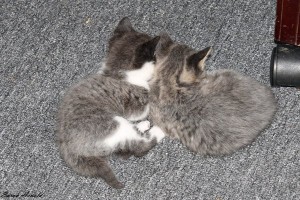 Rescue Kittens At Oasis Animal Resc, Durham Region, Ontario