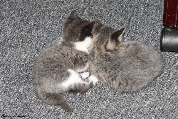 Rescue Kittens At Oasis Animal Resc, Durham Region, Ontario