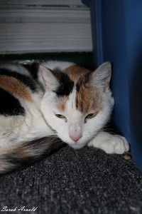 Trinity - Oasis Animal Rescue Cat