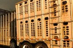 Highway Of Pain For Farm Animals – Part 1 