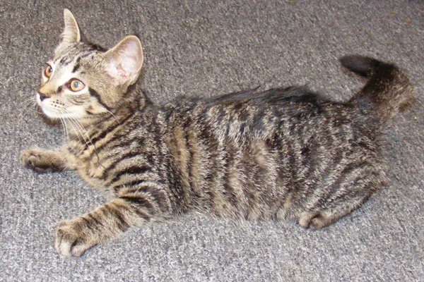 Adopt Kitten 'Blaze' - Oasis Animal Rescue