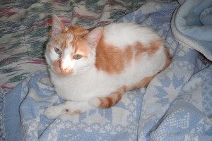 Adopt Braveheart - Rescue Cat - Oasis Animal Rescue