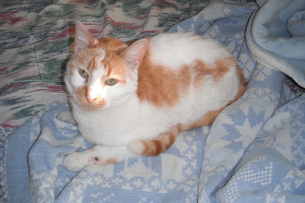 R.I.P. Braveheart - Rescue Cat - Oasis Animal Rescue