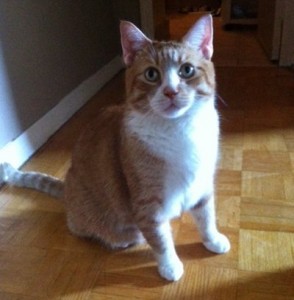 Orange and white cat named Kitten. For adoption.