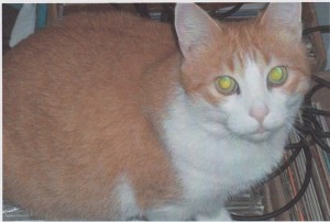 Mr. K. Rescue Cat Adoption. Oasis Animal Rescue
