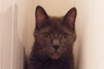 Rescue Cat Shadow is Available for Adoption