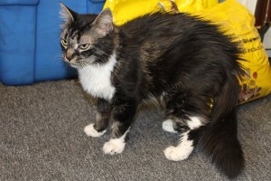 Adopt Cat Shiloh, Contact Oasis Animal Rescue, Durham Region