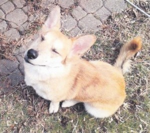 Corgi Mix dog Rusty, available for adoption, Contact Oasis