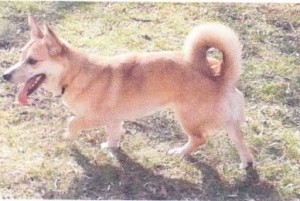 18 Month Old Rusty. A Corgi mix dog for adoption.