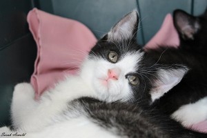 Adopt kitten Bubbles: Oasis Animal Rescue